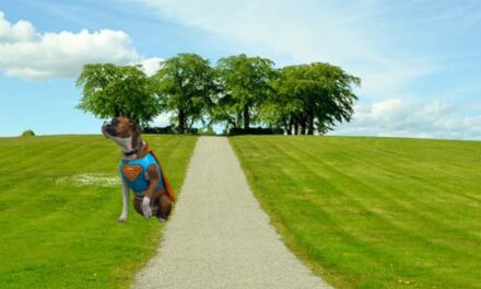 Halloween Superman Costumes For Dogs
