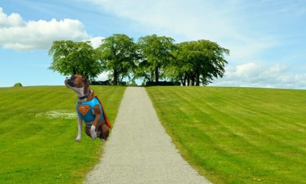Halloween Superman Costumes For Dogs